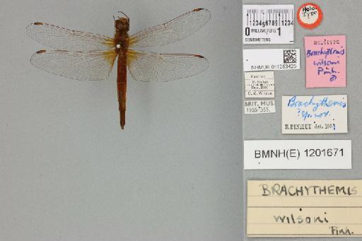 Brachythemis wilsoni Pinhey, 1952 - 011253425_dorsal