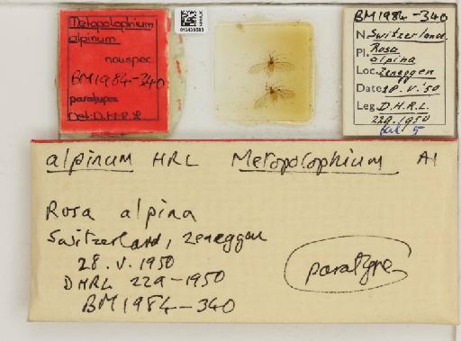 Metopolophium alpinum Hille Ris Lambers, 1966 - 015439883_112694_1094990_157851_Type
