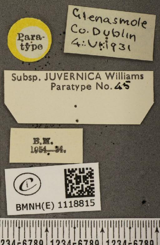 Leptidea sinapis juvernica Williams, 1946 - BMNHE_1118815_label_74020