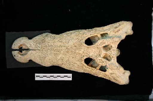 Crocodylus niloticus - C_niloticus_1967.1075(cran1)