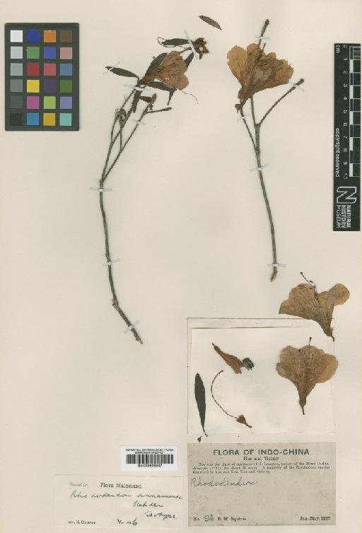 Rhododendron annamense Rehder - BM000996647