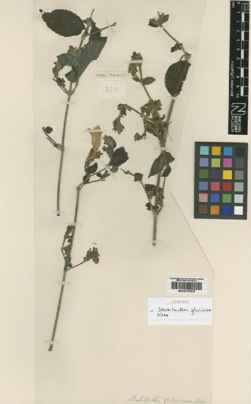 Strobilanthes glutinosa Nees - BM000793207