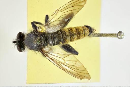 Laphria aeata Walker, 1849 - NHMUK010633469_Laphria_aeta_LT_wholebody_dorsal_male.tif