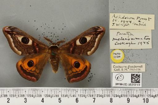 Saturnia pavonia ab. melanommatus Cockayne, 1945 - BMNHE_1639710_203759