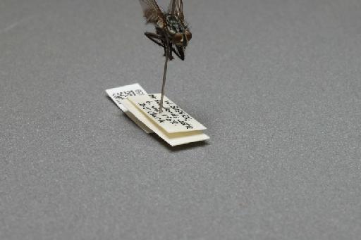 Sarcophaga (Rosellea) aratrix Pandelle, 1896 - 015092859_additional_4