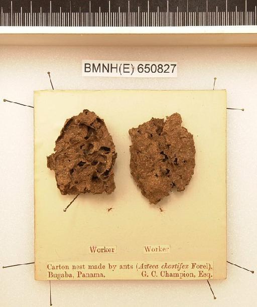 Azteca chartifex Forel, 1896 - Hymenoptera Nest BMNH(E) 650827