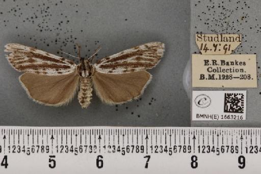 Coscinia cribraria bivittata (South, 1900) - BMNHE_1663216_282941