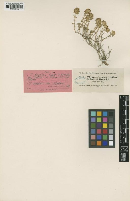 Thymus sipyleus var. sipyleus Boiss. - BM000950383