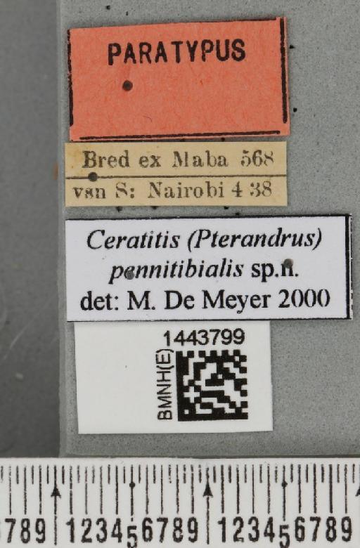 Ceratitis (Pterandrus) pennitibialis De Meyer & Freidberg, 2005 - BMNHE_1443799_label_42949