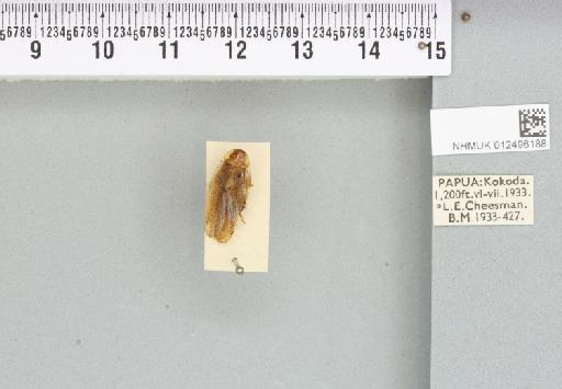 Euhebardula stellata (Hanitsch, 1923) - 012496188_112076_88064