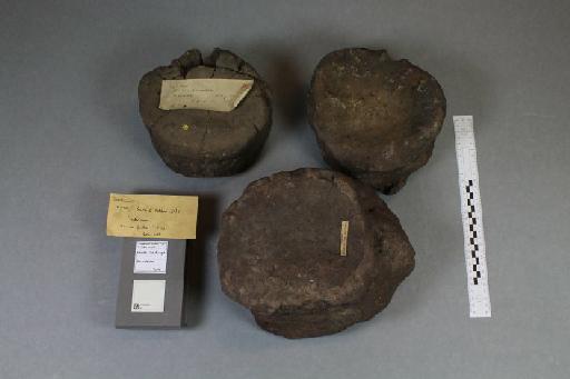 Dinosauria Owen, 1841 - 010032853_L010093883
