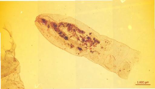 Cerambycinae Latreille, 1802 - 010134199__
