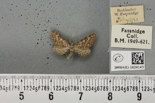 Eupithecia nanata (Hübner, 1813) - BMNHE_1824143_386873