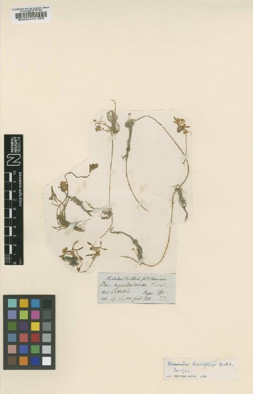 Ranunculus lancifolius Bertol. - BM000564413