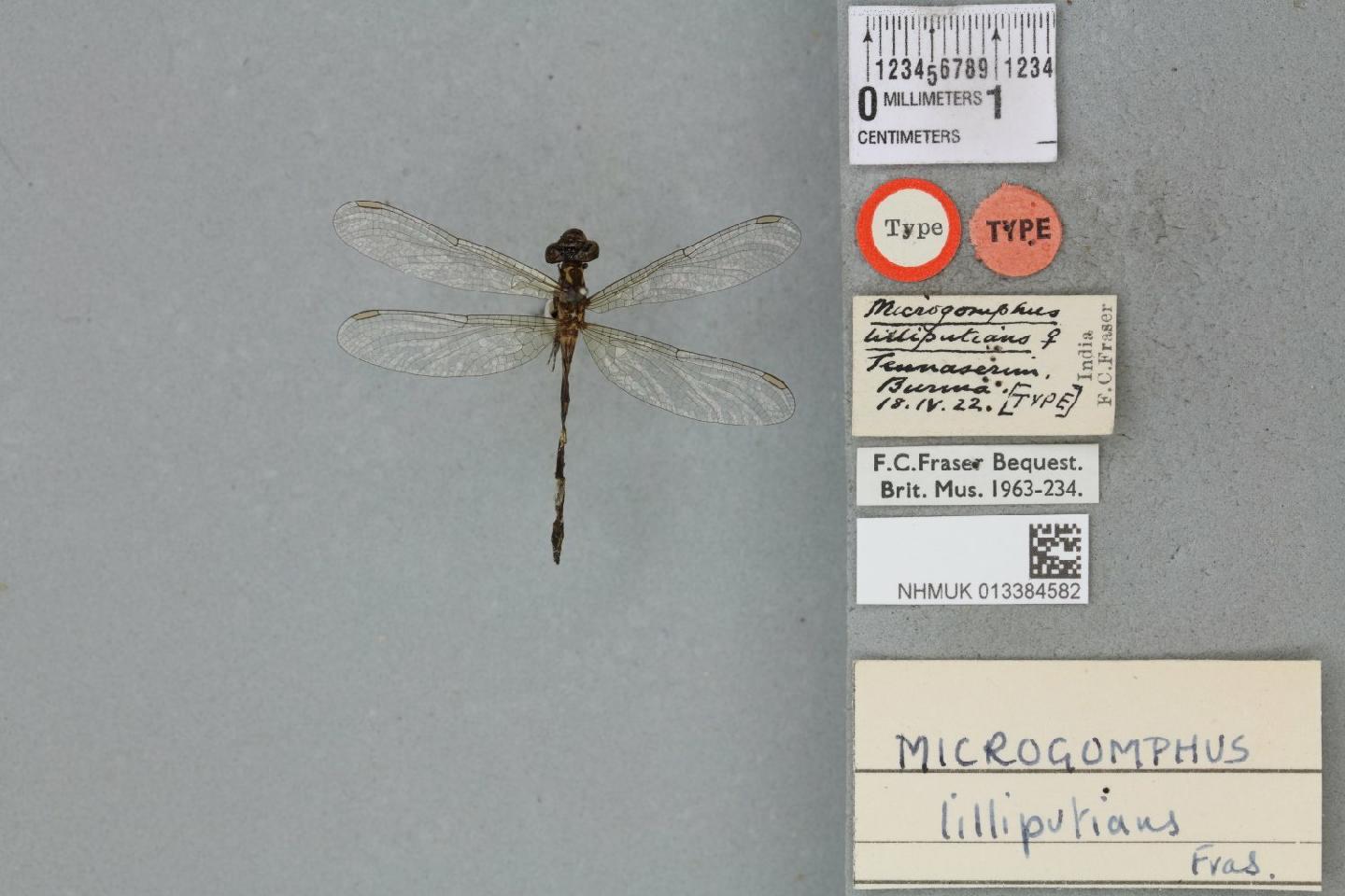 Microgomphus lilliputians
