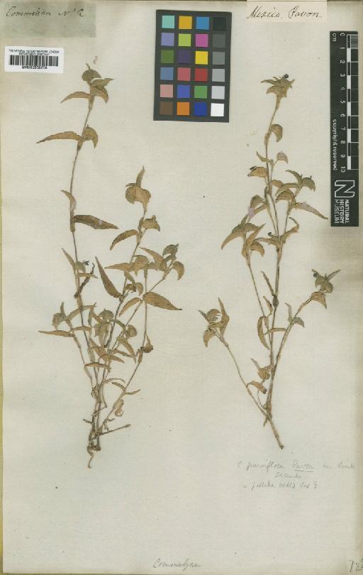 Commelina pallida Willd. - BM000938208