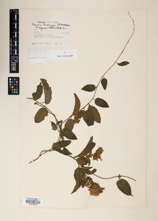 Bonamia thunbergiana (Roem. & Schult.) Williams - 000758224
