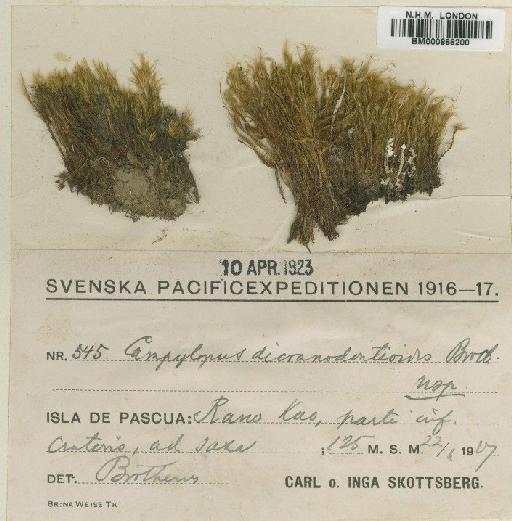 Campylopus vesticaulis Mitt. - BM000866200