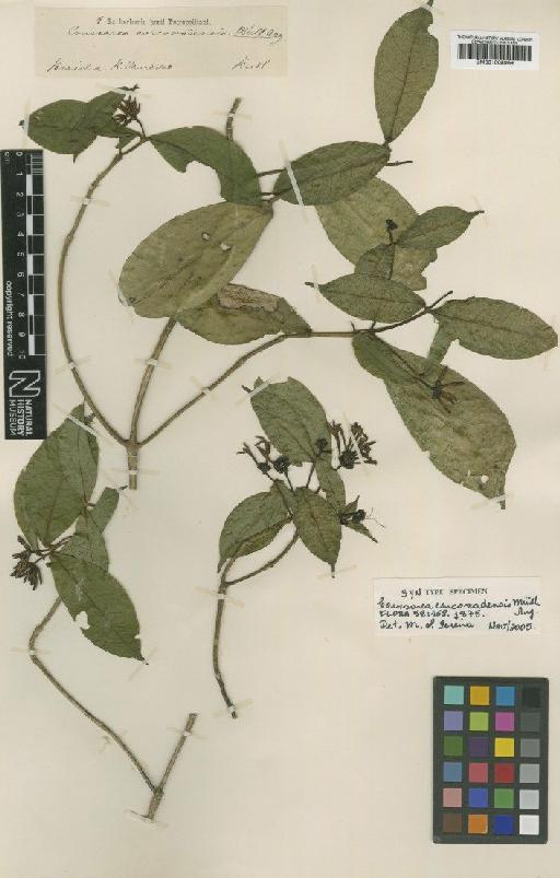 Coussarea corcovadensis Müll.Arg. - BM001008969