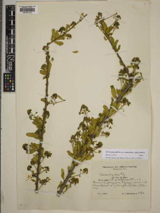 Boscia angustifolia var. corymbosa (Gilg) DeWolf - BM000802480