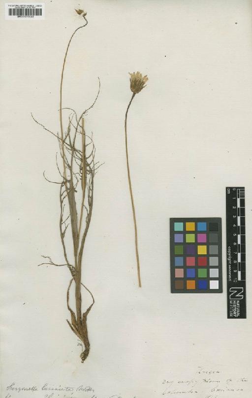 Microseris laciniata (Hook.) Sch.Bip. - BM001010042