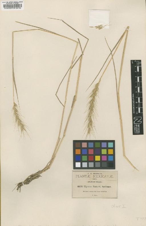 Elymus pringlei Scribn. & Merr. - BM000060159