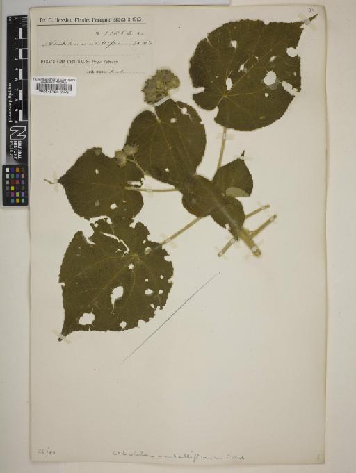 Abutilon umbelliflorum - BM000545723