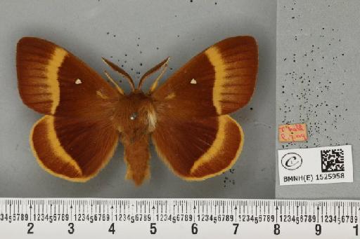 Lasiocampa quercus quercus (Linnaeus, 1758) - BMNHE_1525958_194594