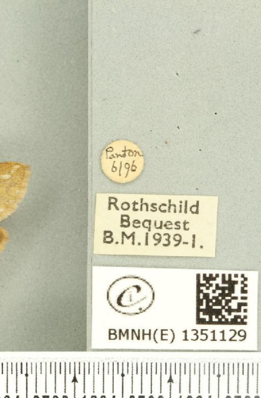 Korscheltellus lupulina ab. dacicus Caradja, 1893 - BMNHE_1351129_label_186241