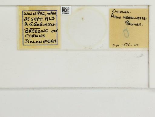 Aphis neogillettia Palmer, 1938 - 014865964_112479_1092917_157743_NoStatus