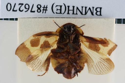 Corydia plagiata Walker, 1868 - Corydia plagiata Walker, F, 1868, female, lectotype, ventral. Photographer: Aging Wang. BMNH(E)#876270