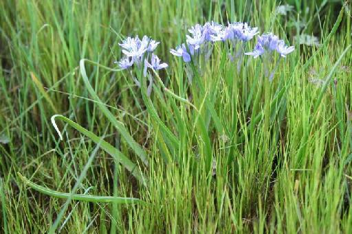 Hyacinthoides mauritanica (Schousb.) Speta - BB-184_plants