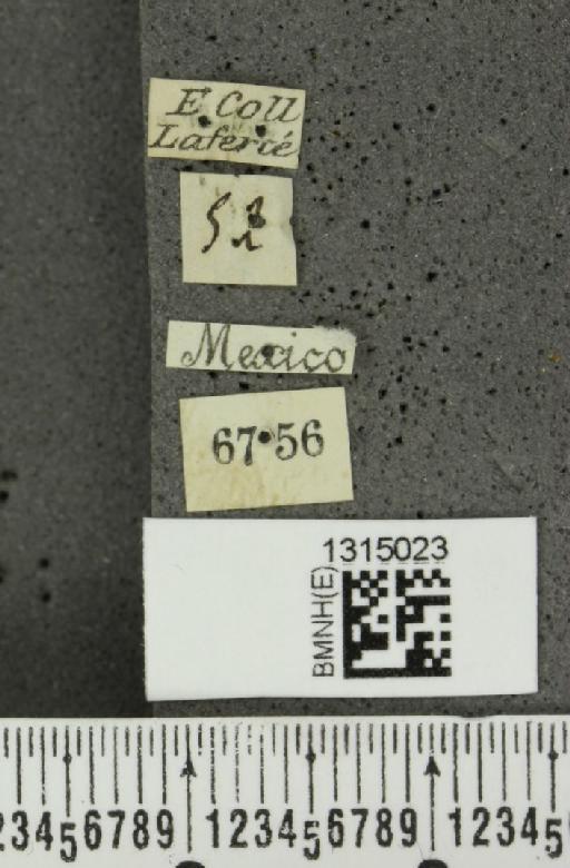 Leptinotarsa dahlbomi (Stål, 1859) - BMNHE_1315023_label_14971
