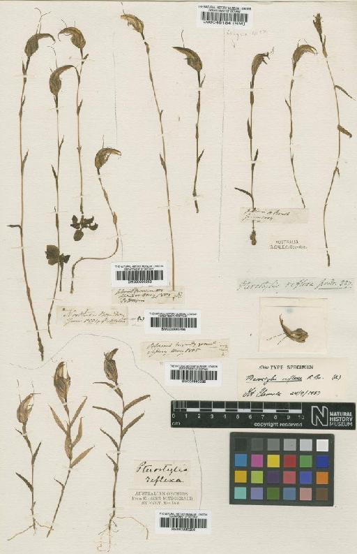 Pterostylis reflexa R.Br. - BM000990286