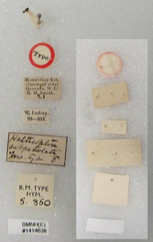 Halticoptera subpetiolata Howard, 1897 - Halticoptera subpetiolata Howard, 1897 #1414638 Hym Type 5.850 labels