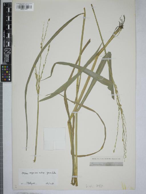 Oryza meyeriana subsp. granulata (Nees & Arn. ex G.Watt) Tateoka - 001118090