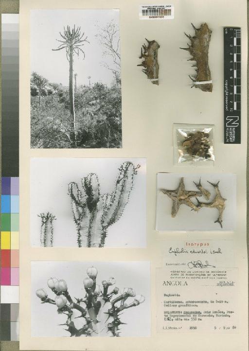 Euphorbia eduardoi Leach - BM000911292