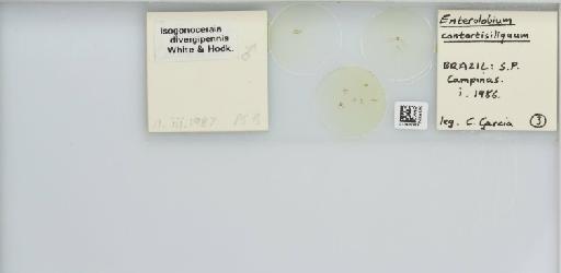Isogonoceraia divergipennis White & Hodkinson, 1980 - 013482968_117198_1146273_157792_NonType_result
