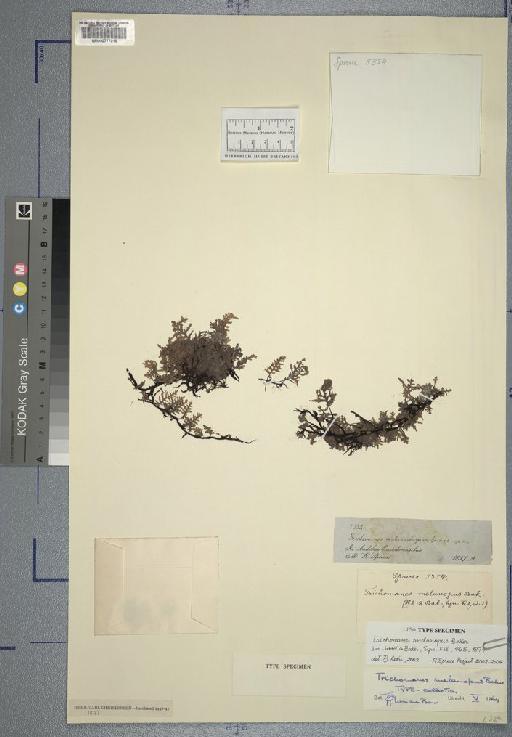 Didymoglossum melanopus (Baker) Copel. - Spruce - BM000777016