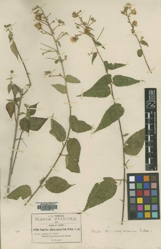 Abutilon ellipticum Schltdl. - BM000645116