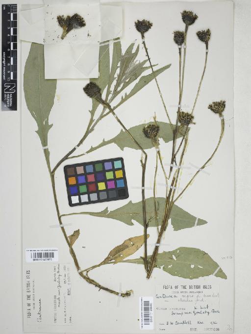 Centaurea nigra L. - 015148996_cap