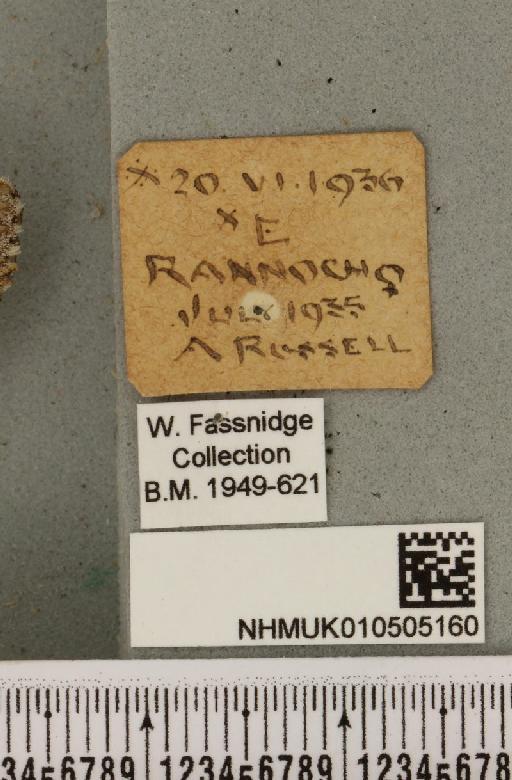 Acronicta menyanthidis scotica (Tutt, 1891) - NHMUK_010505160_label_562541
