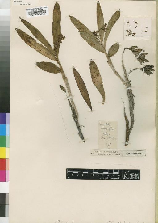 Polystachya aristulifera Rendle - BM000509845