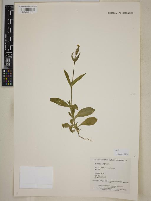 Silene noctiflora L. - BM013414711
