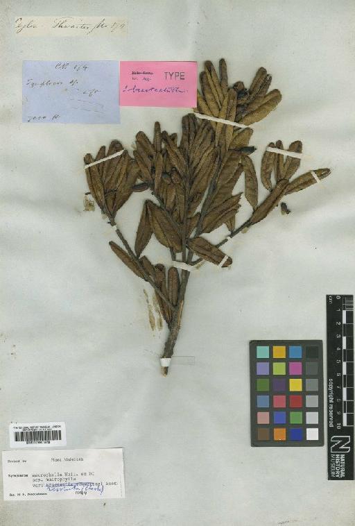 Symplocos macrophylla subsp. macrophylla DC. - BM000997479