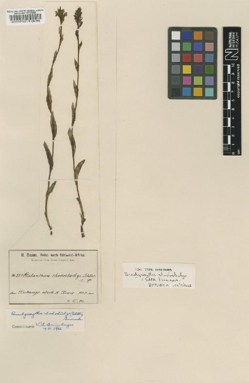 Brachycorythis rhodostachys (Schltr.) Summerh. - BM000076318