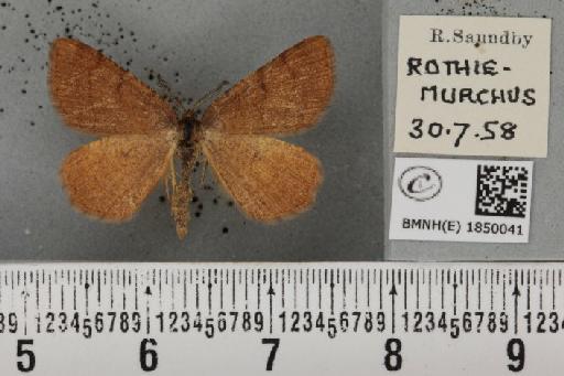 Macaria brunneata (Thunberg, 1784) - BMNHE_1850041_423285