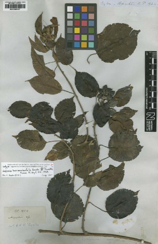 Ipomoea hancorniifolia (Gardner ex Thwaites) J.R.I.Wood & Scotland - BM000927927