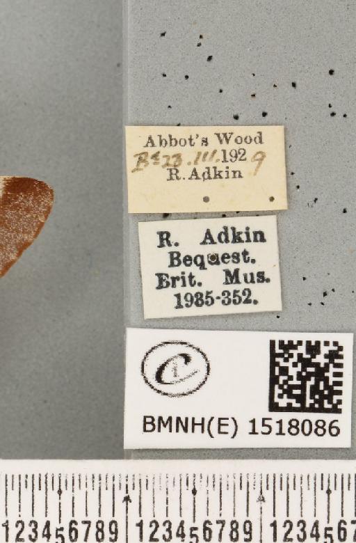 Eriogaster lanestris (Linnaeus, 1758) - BMNHE_1518086_label_191712