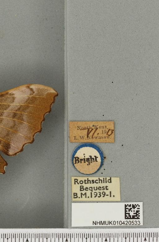 Laothoe populi ab. ferruginea-fasciata Gillmer, 1904 - NHMUK_010420533_label_526643